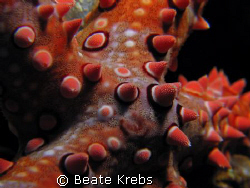 Closeup of a Seastar taken at Wakatobi by Beate Krebs 